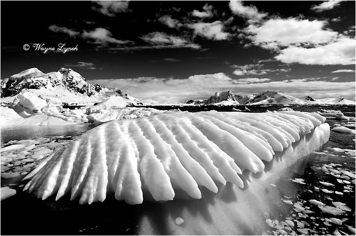 Paradise Bay Antarctic Peninsula 109 BW by Dr. Wayne Lynch ©